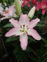 [5389 Tucson VZ No02.JPG]